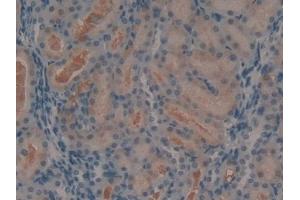 Detection of Ang1-7 in Rat Kidney Tissue using Polyclonal Antibody to Angiotensin 1-7 (Ang1-7) (Angiotensin 1-7 anticorps)