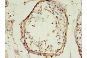 Immunohistochemistry of paraffin-embedded human testis tissue using ABIN7172467 at dilution of 1:100 (TFAM anticorps  (AA 43-246))