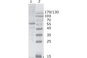 Western Blot testing of HIV-1 p24 antibody, clone N29. (HIV-1 p24 anticorps  (N-Term))