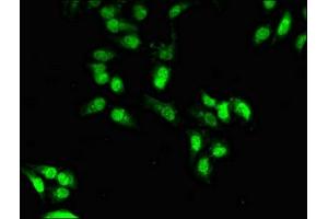 Immunofluorescent analysis of Hela cells using ABIN7155835 at dilution of 1:100 and Alexa Fluor 488-congugated AffiniPure Goat Anti-Rabbit IgG(H+L)