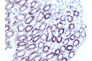 Immunohistochemistry of paraffin-embedded mouse kidney using B Rabbit mAb (ABIN7265850) at dilution of 1:100 (40x lens).