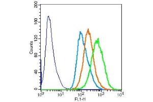 HeLa cells probed with Rabbit Anti-SMC1(Ser957) Polyclonal Antibody .