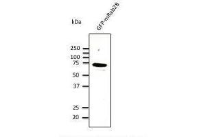 Anti-Rab9b Ab at 1/500 dilution, lysates at 100 µg per Iane, rabbit polyclonal to goat lµg (HR? (RAB28 anticorps  (C-Term))