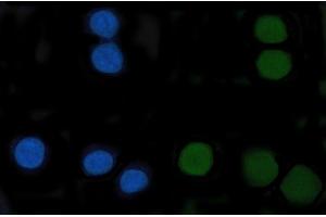 IF analysis of CENPF using anti-CENPF antibody (ABIN7599912).