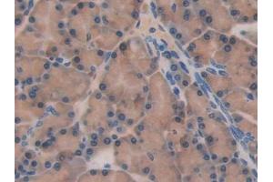 Detection of CD244 in Rat Pancreas Tissue using Polyclonal Antibody to Cluster of Differentiation 244 (CD244)