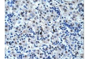 Image no. 1 for anti-Cell Division Cycle 25 Homolog B (S. Pombe) (CDC25B) (N-Term) antibody (ABIN6735935)