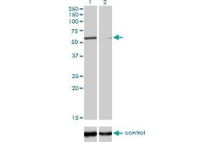 Western blot analysis of POLK over-expressed 293 cell line, cotransfected with POLK Validated Chimera RNAi (Lane 2) or non-transfected control (Lane 1).