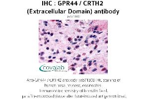 Image no. 1 for anti-Prostaglandin D2 Receptor 2 (PTGDR2) (3rd Extracellular Domain) antibody (ABIN1735099)