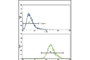 Flow cytometric analysis of CEM cells using CNOT8 Antibody (C-term)(bottom histogram) compared to a negative control cell (top histogram). (CNOT8 anticorps  (C-Term))