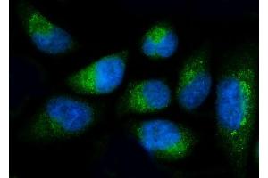 IF analysis of Fibulin 1/FBLN1 using anti-Fibulin 1/FBLN1 antibody (ABIN7601231). (Fibulin 1 anticorps  (AA 30-703))