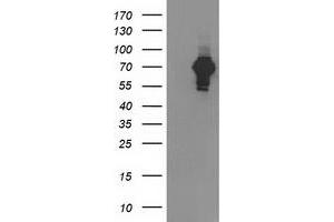 Western Blotting (WB) image for anti-SH2B Adaptor Protein 3 (SH2B3) antibody (ABIN1500908) (SH2B3 anticorps)