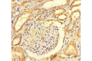 Immunohistochemistry of paraffin-embedded human kidney tissue using ABIN7167939 at dilution of 1:100 (ARHGAP19 anticorps  (AA 1-494))