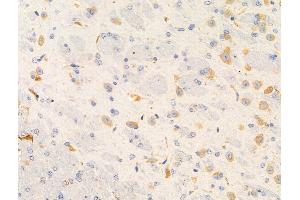ABIN6261878 and ABIN6266545 at 1/100 staining Mouse brain tissue by IHC-P. (GANP anticorps  (C-Term))