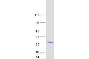 Validation with Western Blot