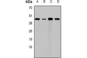 Western blot analysis of DAP expression in HepG2 (A), Hela (B), NIH3T3 (C), rat testis (D) whole cell lysates. (DAP anticorps)