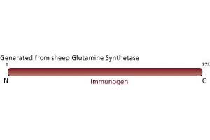 Image no. 3 for anti-Glutamine Synthetase (GLN1) (AA 1-373) antibody (ABIN968015) (GLN1 anticorps  (AA 1-373))