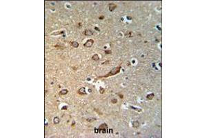 GPR180 Antibody IHC analysis in formalin fixed and paraffin embedded brain tissue followed by peroxidase conjugation of the secondary antibody and DAB staining. (GPR180 anticorps  (AA 119-147))