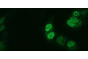 Anti-ARNTL mouse monoclonal antibody (ABIN2452787) immunofluorescent staining of COS7 cells transiently transfected by pCMV6-ENTRY ARNTL (RC207870).