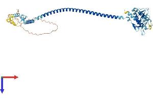 AlphaFold protein structure predicition of Human Recombinant BECN1 Protein, UniprotID Q14457