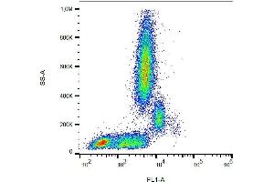 Surface staining of human peripheral blood with anti-human CD31 (MEM-05) FITC.