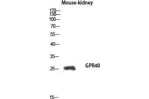 Western Blot (WB) analysis of Mouse Kidney lysis using GPR40 antibody. (FFAR1 anticorps  (Internal Region))