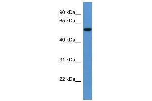 Western Blot showing FCAMR antibody used at a concentration of 1-2 ug/ml to detect its target protein. (FCAMR anticorps  (C-Term))