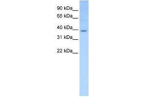WB Suggested Anti-Elf3 Antibody Titration:  0. (ELF3 anticorps  (Middle Region))