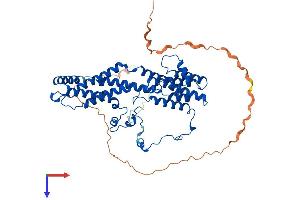 Bestrophin 2 (BEST2) (AA 1-508) protein (His tag)
