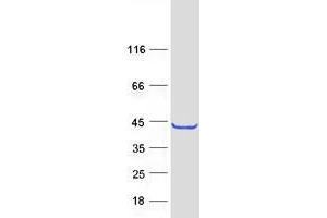 Validation with Western Blot