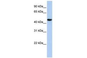 Image no. 1 for anti-Zinc Finger Protein 268A (ZNF286A) (AA 108-157) antibody (ABIN6742631) (ZNF286A anticorps  (AA 108-157))