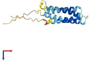 AlphaFold protein structure predicition of Human Recombinant CKLF Protein, UniprotID Q9UBR5