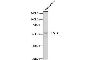 Western blot analysis of extracts of Mouse liver, using USP39 antibody (ABIN7271160) at 1:1000 dilution. (USP39 anticorps)