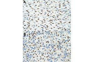 Immunohistochemical staining (Formalin-fixed paraffin-embedded sections) of human heart (A) and human liver (B) with EXOSC4 polyclonal antibody  at 4-8 ug/mL working concentration. (EXOSC4 anticorps  (N-Term))