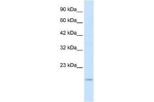 Western Blot showing SNAI1 antibody used at a concentration of 0. (SNAIL anticorps  (N-Term))