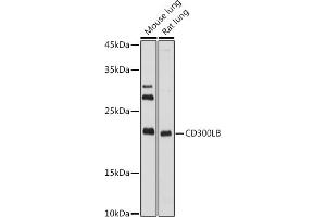 Western blot analysis of extracts of various cell lines, using CD300LB antibody (ABIN7270975) at 1:1000 dilution. (CD300LB anticorps  (AA 1-201))