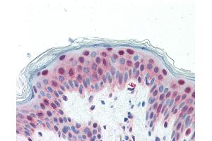 Anti-GABPA / NRF2 antibody IHC staining of human skin.