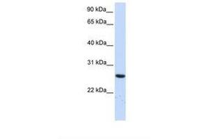 Image no. 1 for anti-Tetratricopeptide Repeat Domain 33 (TTC33) (AA 36-85) antibody (ABIN6739015) (TTC33 anticorps  (AA 36-85))