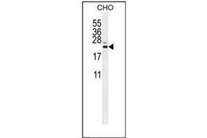 Western blot analysis of CP013 Antibody (N-term) in CHO cell line lysates (35ug/lane). (C16ORF13 anticorps  (N-Term))