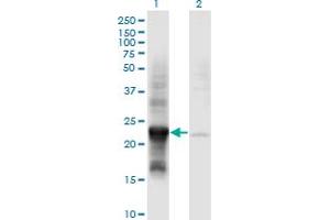 Western Blot analysis of COX4NB expression in transfected 293T cell line by COX4NB monoclonal antibody (M01), clone 4F4. (COX4NB anticorps  (AA 113-210))