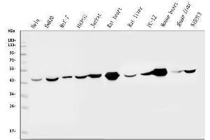 Western blot analysis of IDH2 using anti-IDH2 antibody (ABIN7602787).