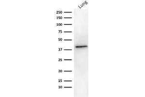 Western Blot analysis of human lung tissue lysate using EpCAM Mouse Monoclonal Antibody (MOC-31). (EpCAM anticorps)