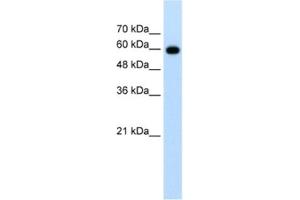 Western Blotting (WB) image for anti-Cell Division Cycle 23 (CDC23) antibody (ABIN2462655) (CDC23 anticorps)