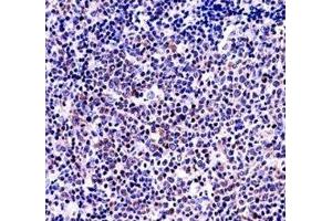 BAFF antibody immunohistochemistry analysis in formalin fixed and paraffin embedded human tonsil tissue.