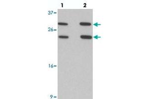 Western blot analysis of MS4A6A in 293 cell lysate with MS4A6A polyclonal antibody  at (lane 1) 1 and (lane 2) 2 ug/mL. (MS4A6A anticorps  (N-Term))