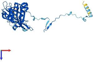AlphaFold protein structure predicition of Human Recombinant RPF2 Protein, UniprotID Q9H7B2