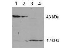 Image no. 1 for anti-Caspase 2, Apoptosis-Related Cysteine Peptidase (CASP2) antibody (ABIN126971) (Caspase 2 anticorps)