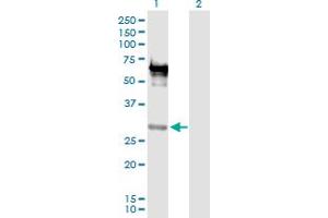 Western Blot analysis of EMX2 expression in transfected 293T cell line by EMX2 MaxPab polyclonal antibody. (EMX2 anticorps  (AA 1-252))