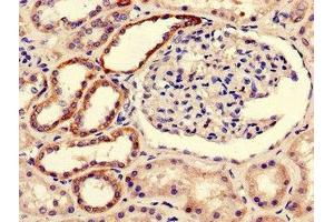 Immunohistochemistry of paraffin-embedded human kidney tissue using ABIN7145666 at dilution of 1:100 (BOLA3 anticorps  (AA 1-79))