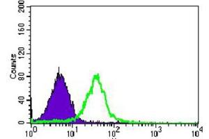 Immunohistochemical analysis of paraffin-embedded kidney tissues using BMPR1A antibody with DAB staining. (BMPR1A anticorps  (AA 179-378))