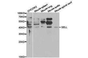 Western Blotting (WB) image for anti-Selectin L (SELL) antibody (ABIN1874720) (L-Selectin anticorps)